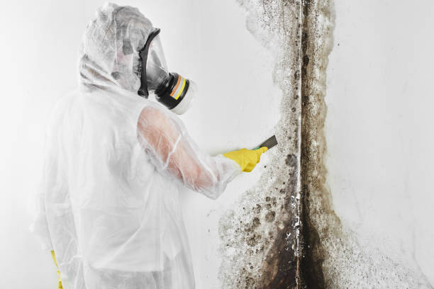 Best Mold Testing and Inspection Services in Zimmerman, MN