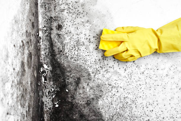 Best Residential Mold Remediation in Zimmerman, MN