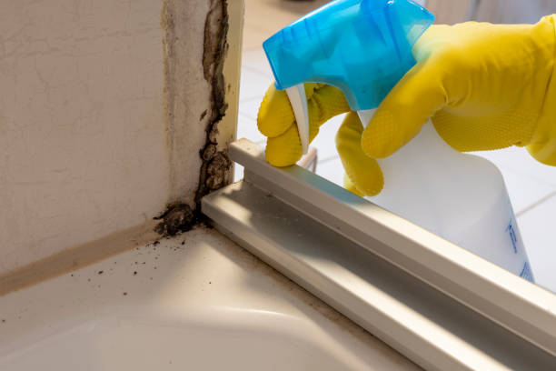 Best Mold Remediation for Specific Building Types in Zimmerman, MN