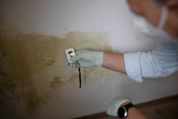 Best Attic Mold Remediation in Zimmerman, MN
