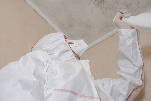 Best Insurance-Related Mold Remediation in Zimmerman, MN