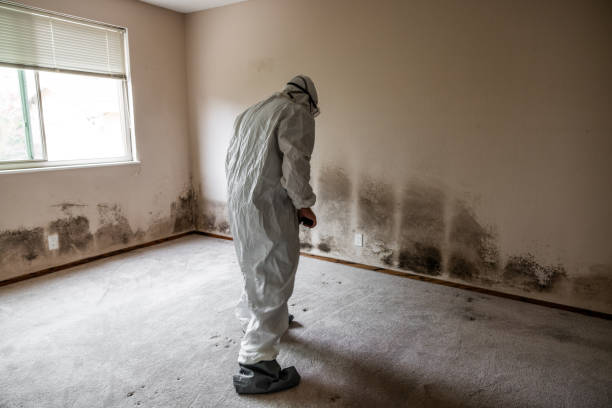 Best Crawl Space Mold Remediation in Zimmerman, MN