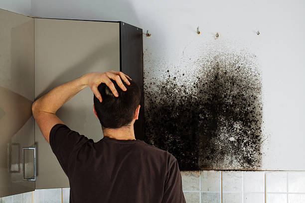Best Residential Mold Remediation in Zimmerman, MN
