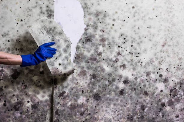 Best HVAC Mold Remediation in Zimmerman, MN