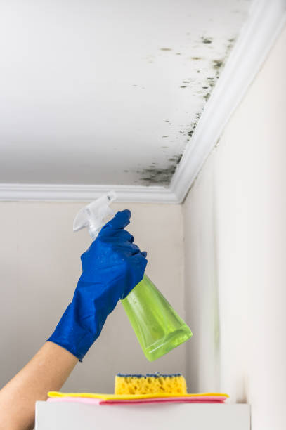 Best Commercial Mold Remediation in Zimmerman, MN