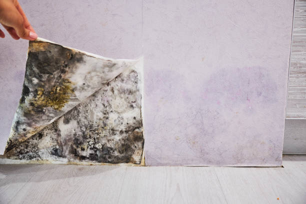 Best Preventive Mold Services in Zimmerman, MN